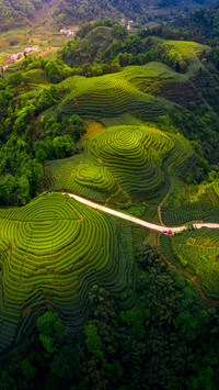 Little tea leaves have turned green the green mountains