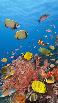 Top ten deepsea fish on earth 58