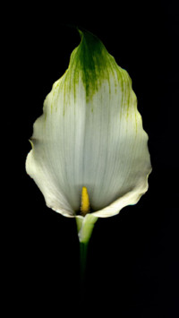 Amoled HD  (17)