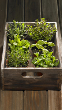 What to do with soil