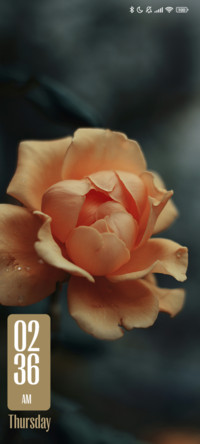 Orange Petaled