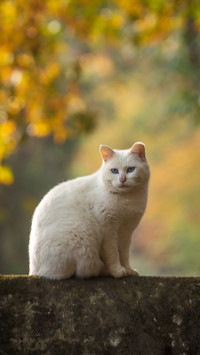 The philosophy of cats in autumn light 2