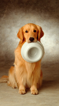How to help dogs improve their appetite 89