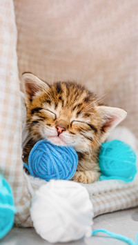 A striped kitten sleeps on balls of blue and white thread
