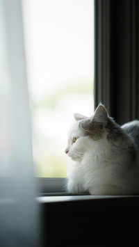 猫咪的窗外风景