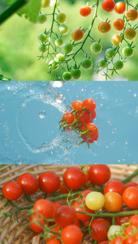 夏日水果图鉴