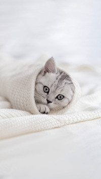 猫咪洗澡时的注意事项