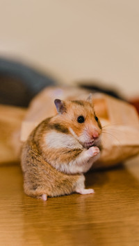 Cute baby hamster having fun