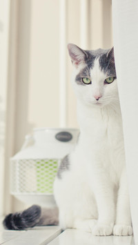猫主子要发火啦