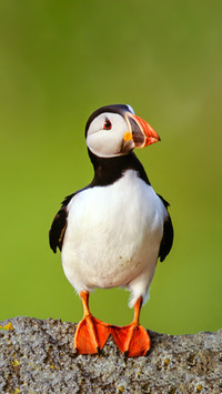 Two atlantic puffins fratercula arctica in the outer