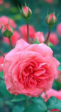 Beauty of Earth (8)