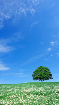 Green tree and blue sky