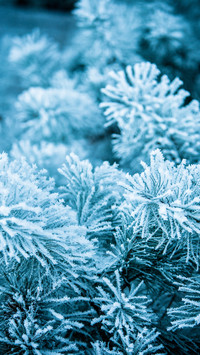 Practical guide to winter protection 20