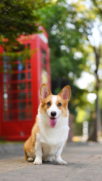 萌犬柯基