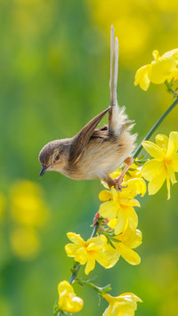 Sparrows are classified as Level 2 protected animals 9