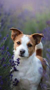 Dog237