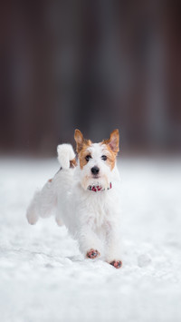 Jack Russell Terrier plays in the winter forest