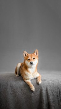 狗狗睡姿代表的性格