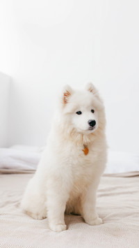 A Samoyed puppy in a photo studio on backgrounds