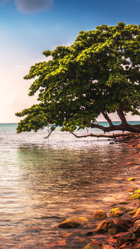 Trees by the coast