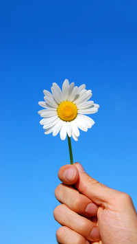 Fresh Daisy