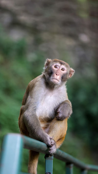 Monkey becomes diving team