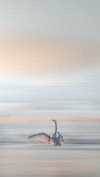 international_bird (5)