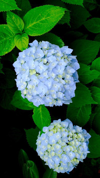 How to Maintain Hydrangea 5