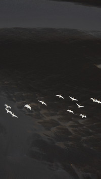 White swans fly over black sandy beaches