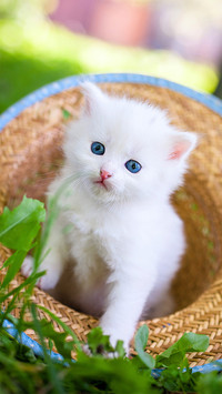 Cute cat-01