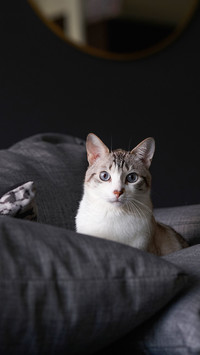 Portrait of a cute white striped male cat sitting on sofa