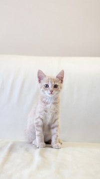 猫咪驾到-拍信图库