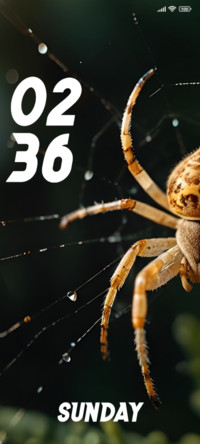 Spider