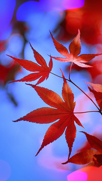 The health secrets of ancient people in autumn