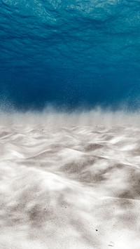 Underwater beauty of the Canary Islands