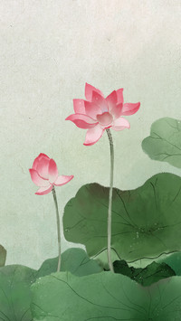 芬芳沁雅的荷花