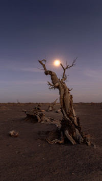 The moonlight in the strange forest