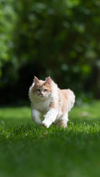 A Cat Running over the Lawn in the Back Yard