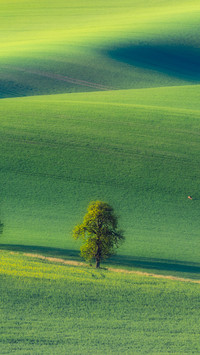 Morning in the fields