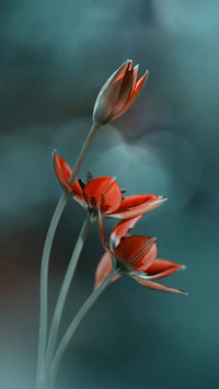 Flowers and plants