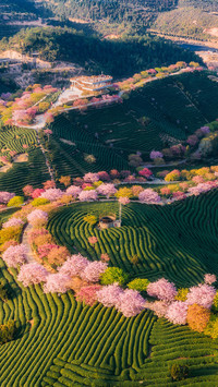 福建永福的樱花之路