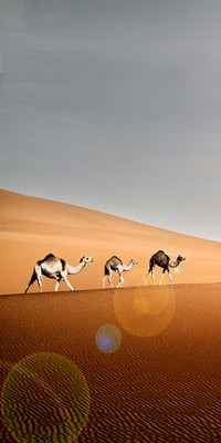 Desert