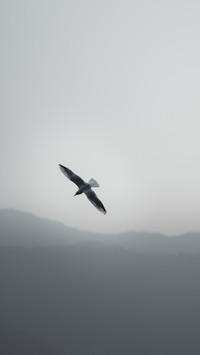 The instant of the seagull's dive