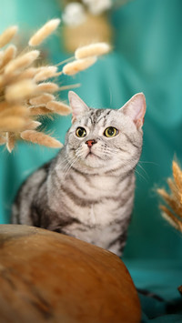 The little cat by the ear of wheat