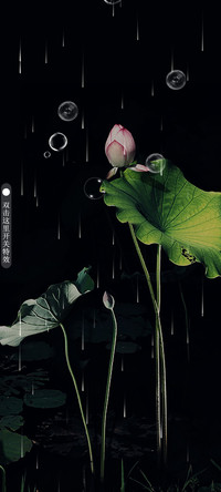 出淤泥而不染
