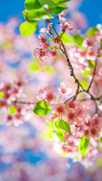 Winter cherry blossoms bloom in Qujing Yunnan 42