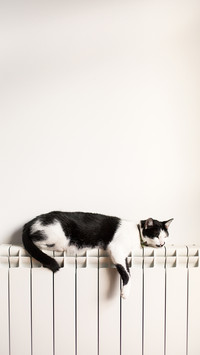 猫咪爱睡觉
