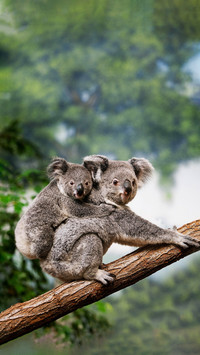 Koala is listed as an endangered species