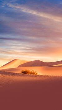 nice sands dunes and palm at Sands Dunes National Park