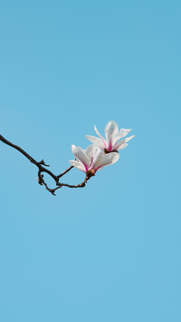 繁花绘梦
